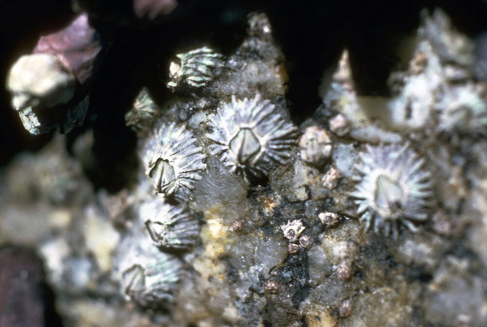 Tetraclitella purpurascens, Gippsland, 1986