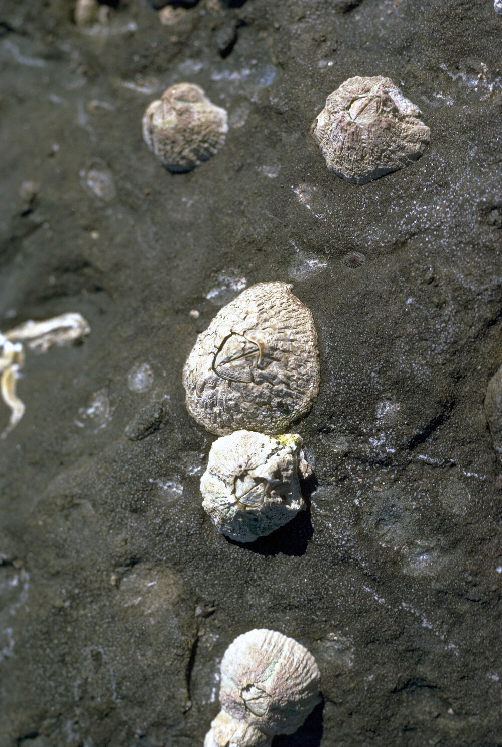 Catomerus with Tesseropora rosea, Gerroa
