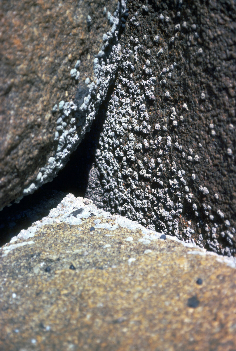 Tetraclita or Tetraclitella purpurascens on verticle rocks, Flinders Island, 1981