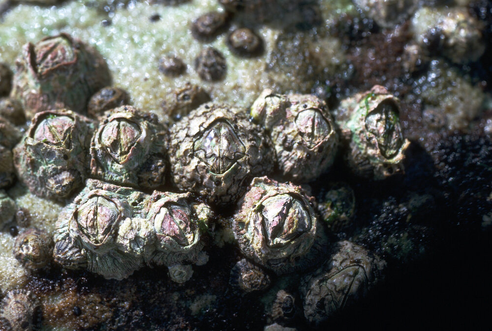 Catomerus polymerus among Tesseropora, Freshwater, 1986