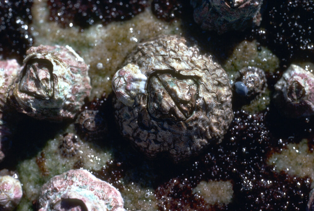 Catomerus polymerus, Freshwater, 1979