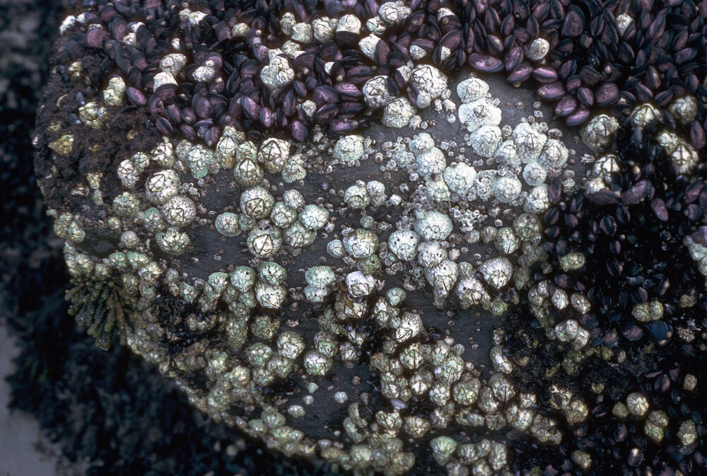 Catomerus and Austromylitus, Pirates Bay, 1986