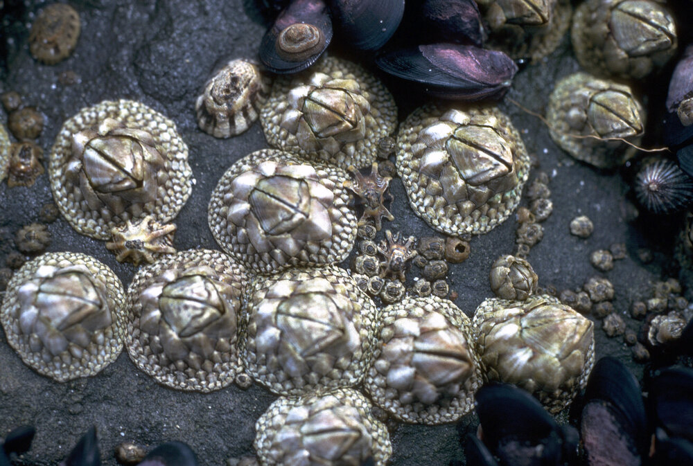 Catomerus polymerus, Pirates Bay, 1986
