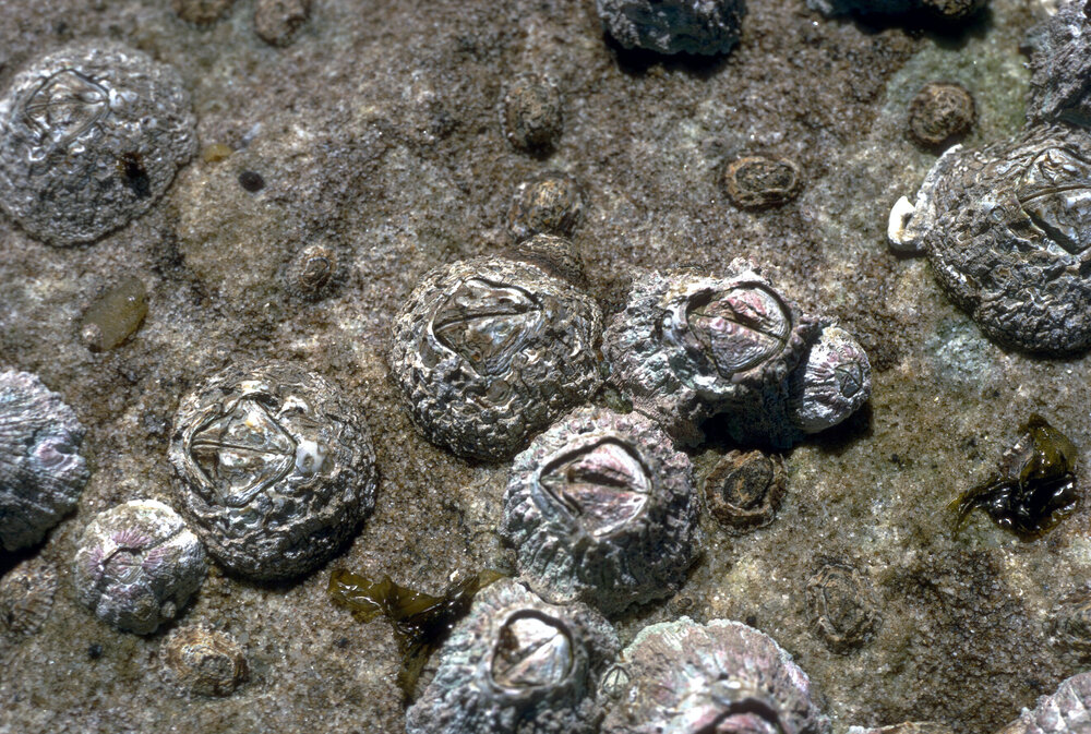 Catomerus polymerus, Freshwater, 1971
