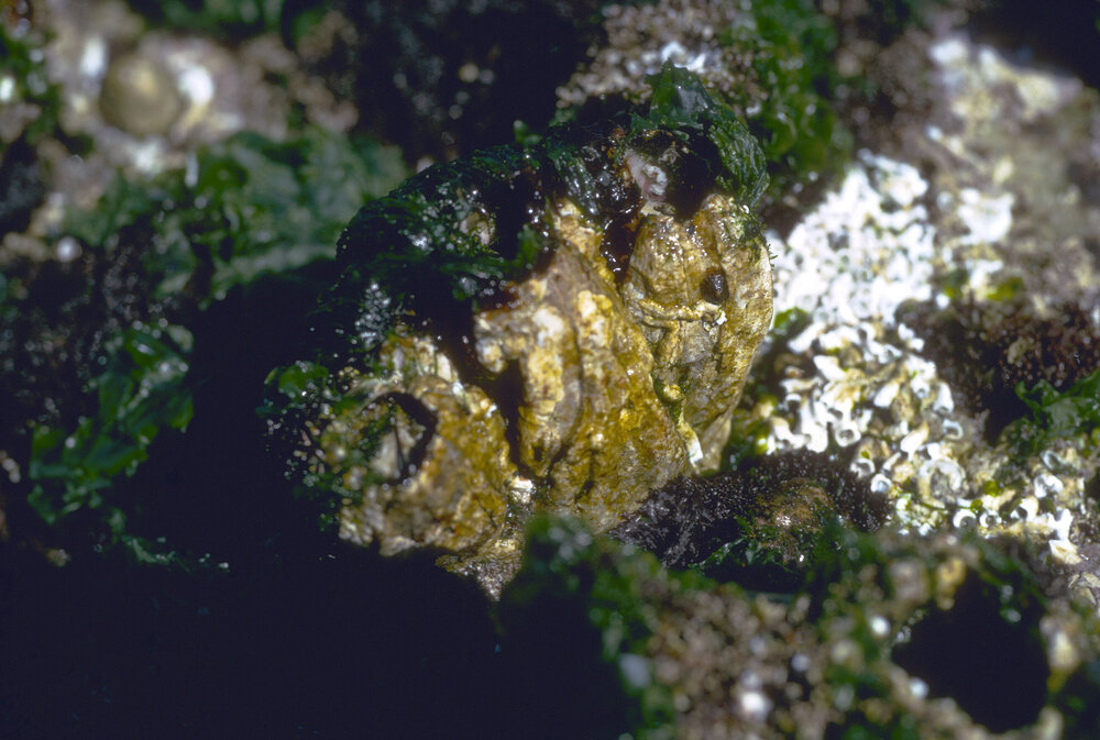 Megabalanus nigrescens, Freshwater, 1971