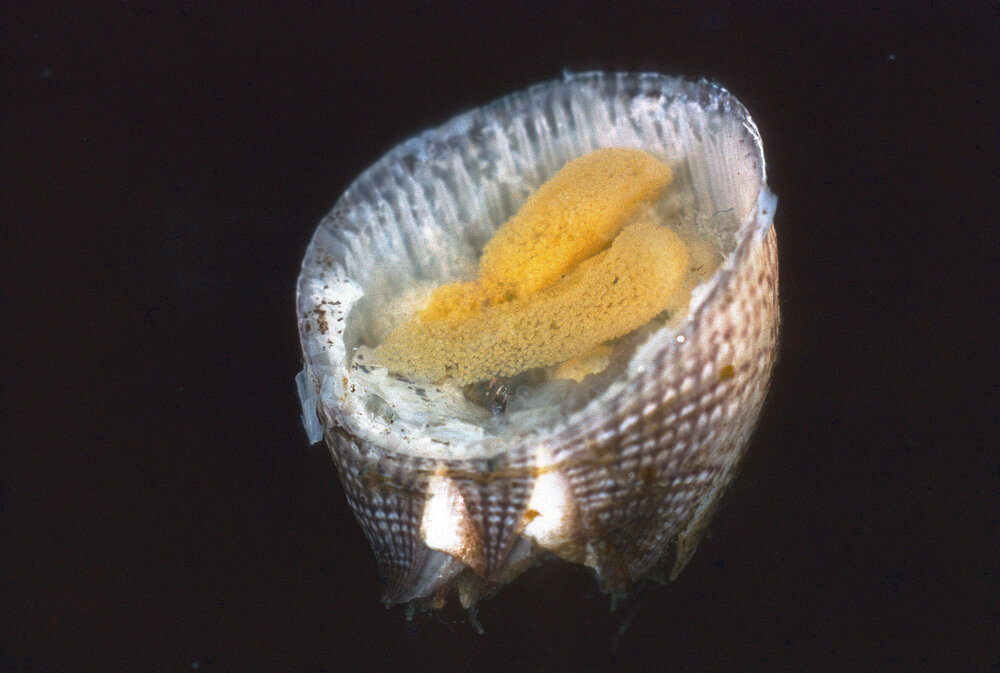 Balanus amphitrite, Sydney, 1965