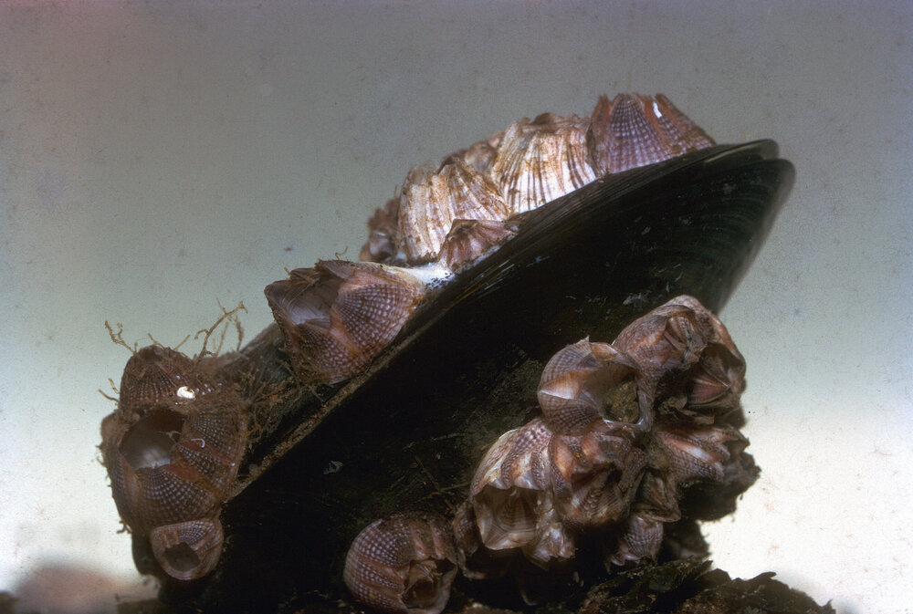 Balanus variegatus