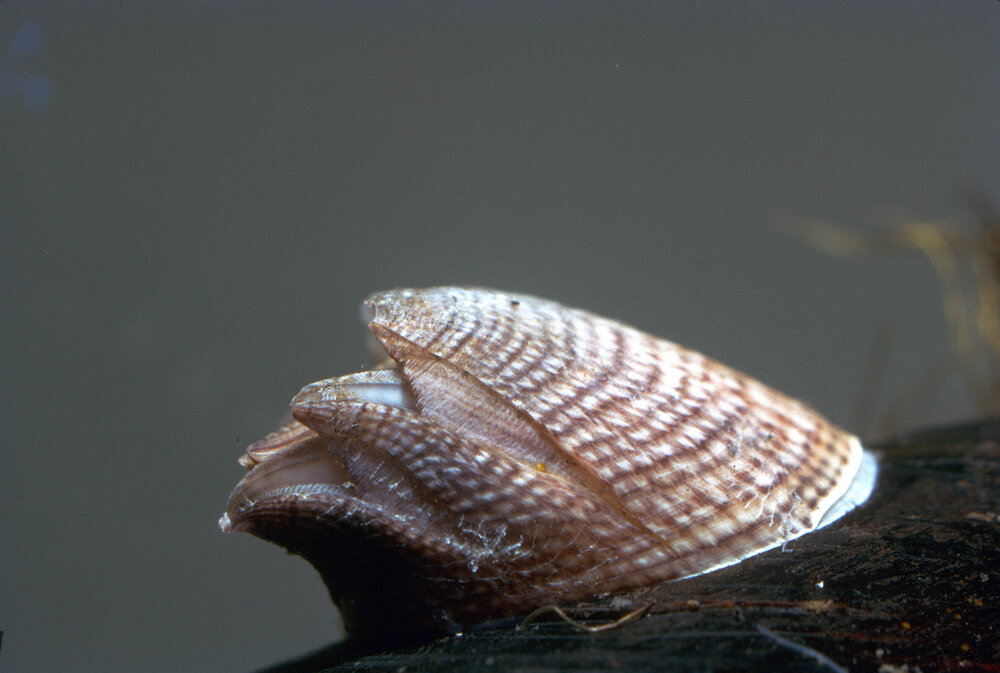 Balanus variegatus, Sydney, 1971