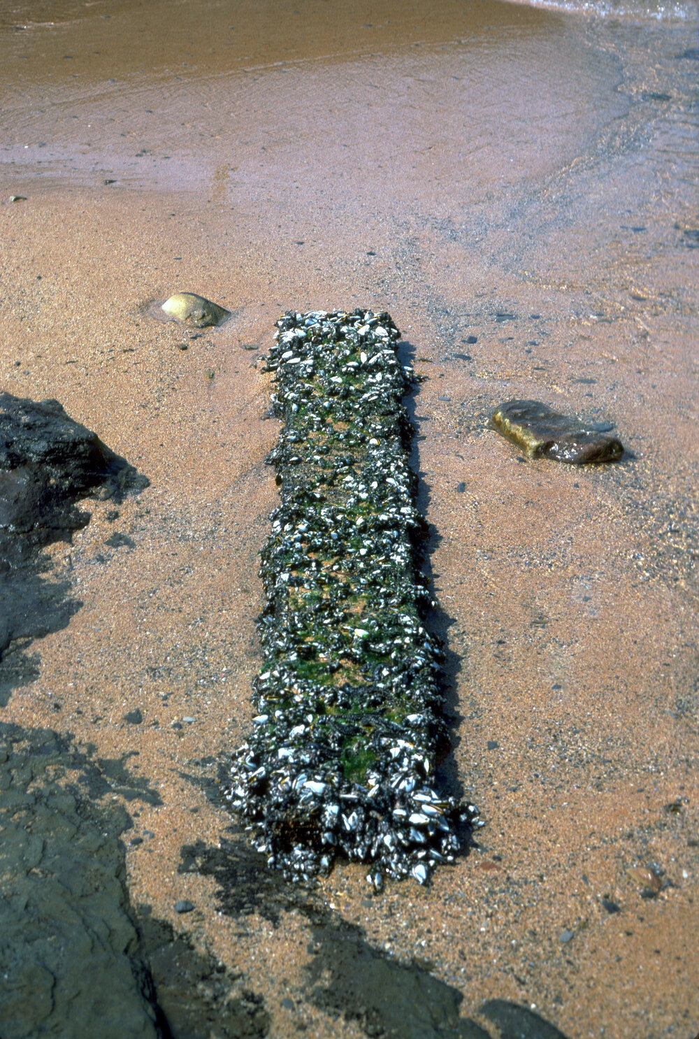 Lepas anserifera, Newport, 1986