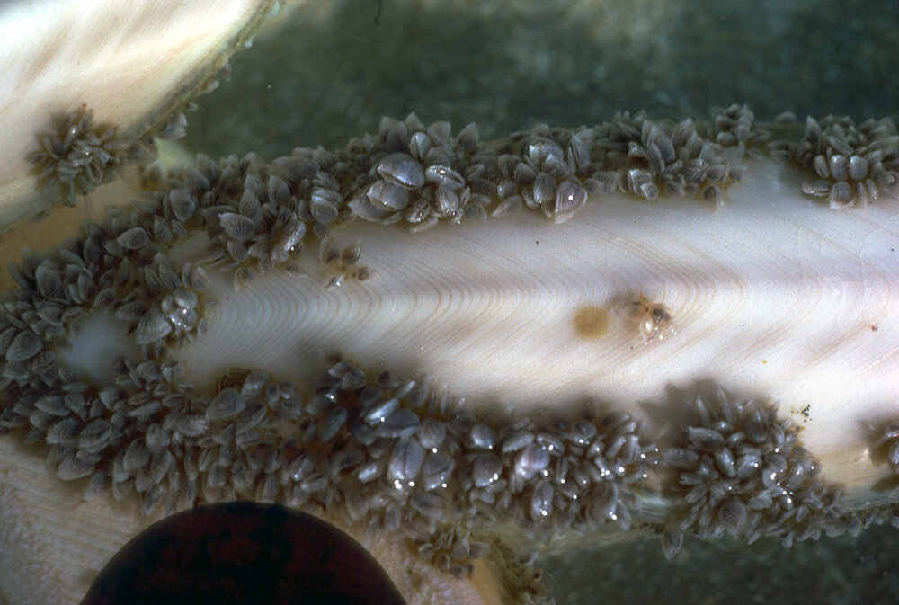 Cuttlebone with Lepas anserifera, Wooli, 1979