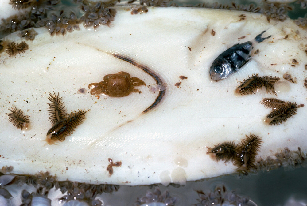 Cuttlefish bone with Goose Barnacle, Newport, 1988