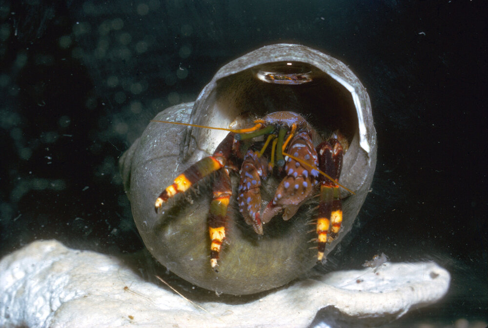 Hermit Crab, Lord Howe Island, 1964