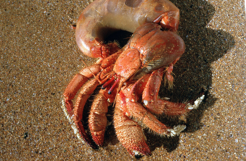 Hermit Crab without Shell, Wooli, 1985