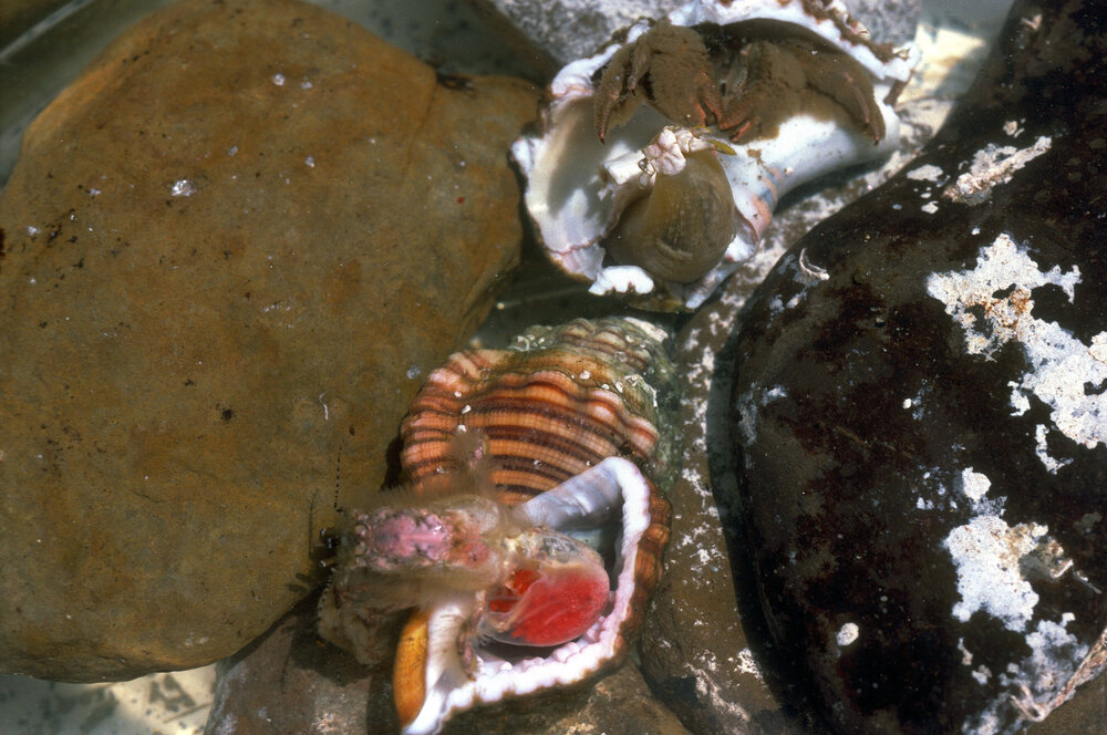 Paguristes squamosus, Newport, 1986