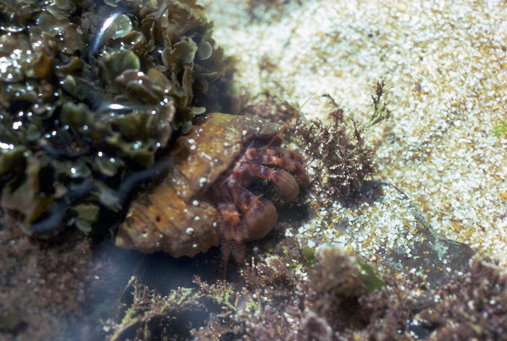 Hermit Crab, Newport, 1986