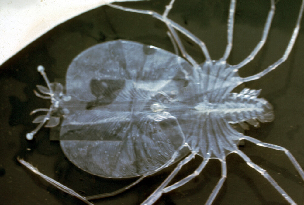 Phyllosoma Larvae, 1963
