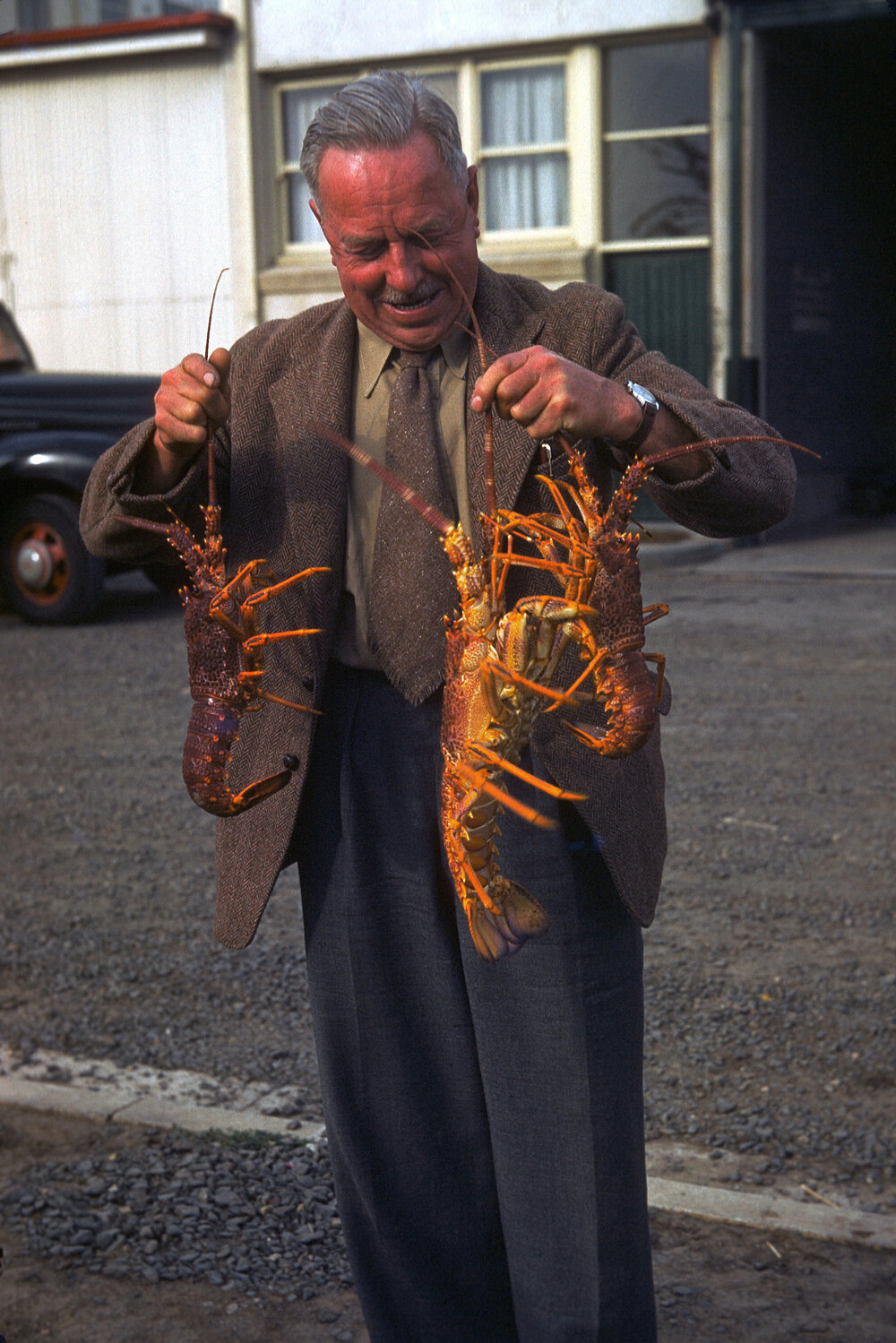 Jasus novaehollandiae, King Island