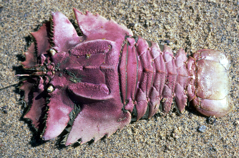 Ibacus peronii, Sydney, 1986