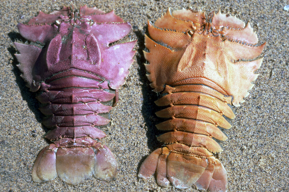 Ibacus peronii, 1986