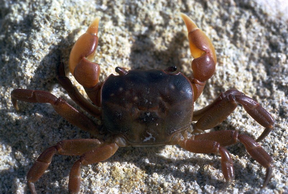 Cyclograpsus audouinii