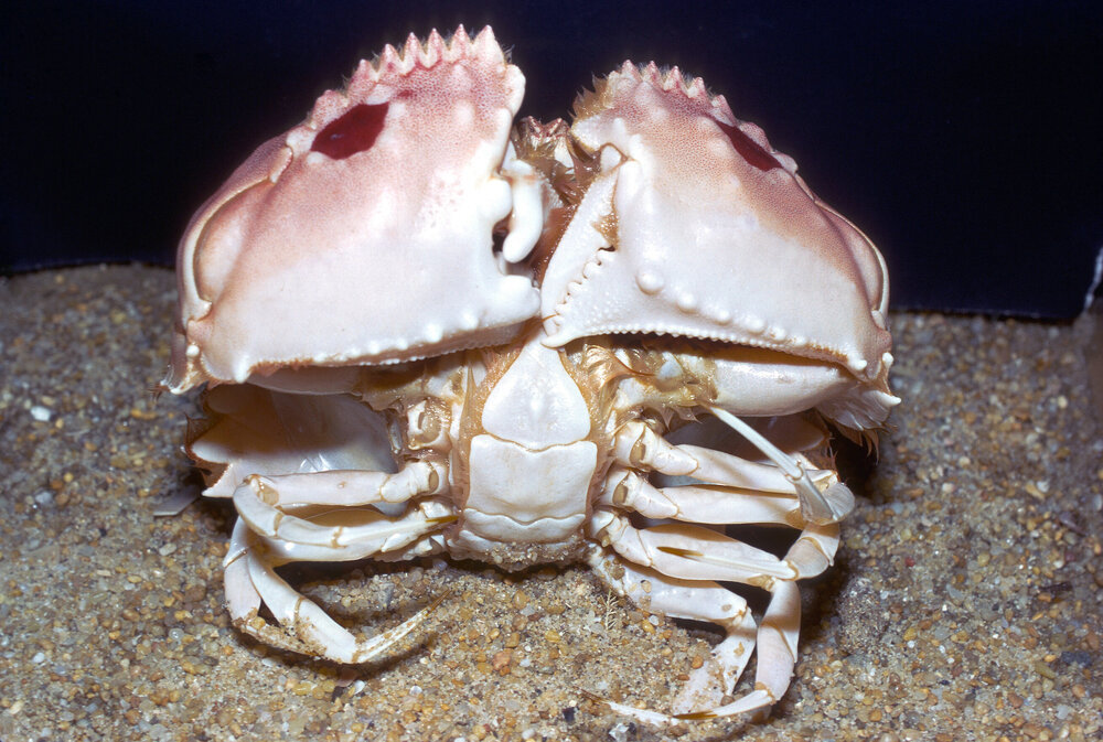 Calappa philargius, Ballina