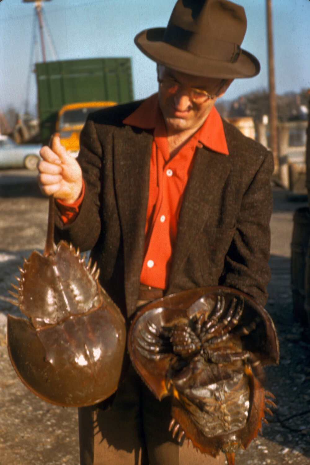 King Crab Limulus