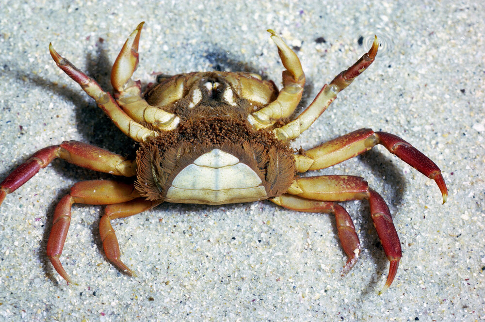 Paragraspus laevis, Bayview, 1986