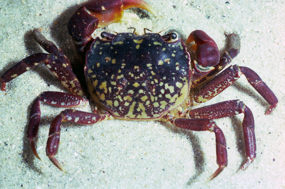 Paragraspus laevis, Bayview, 1986
