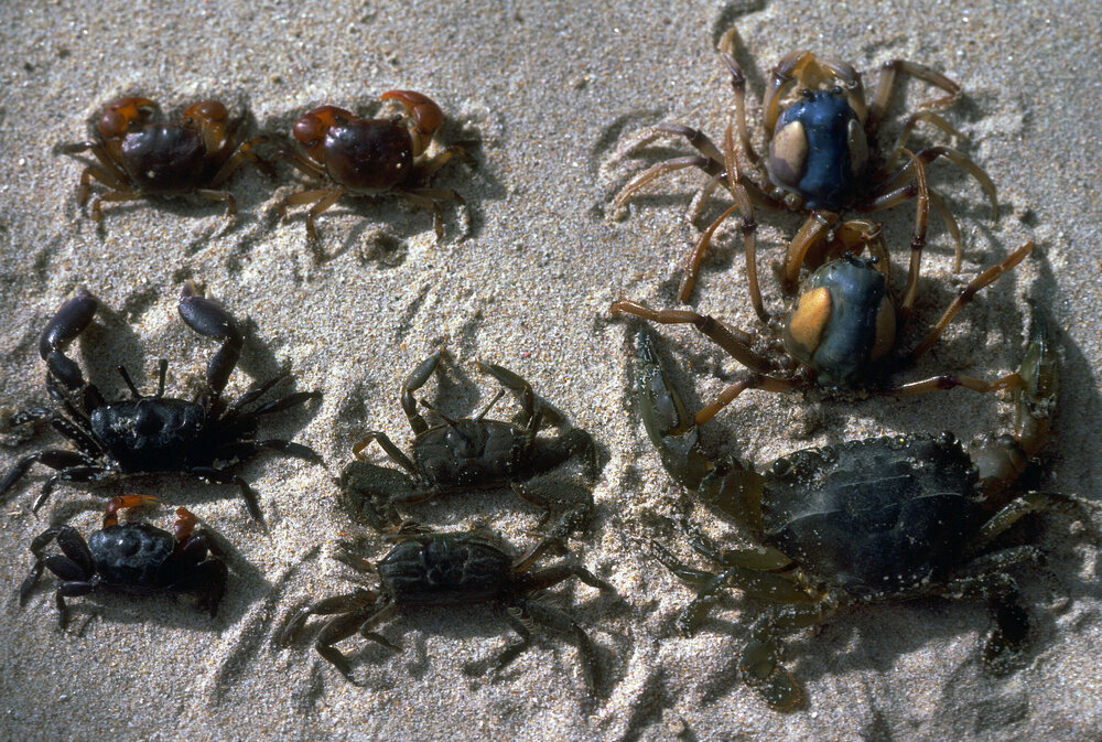 Helograpsus, Mictyrus, Heloecius, Macrophtalmus and Portunid species, Pittwater