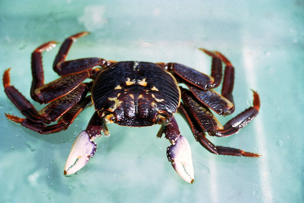 Leptograpsus variegatus