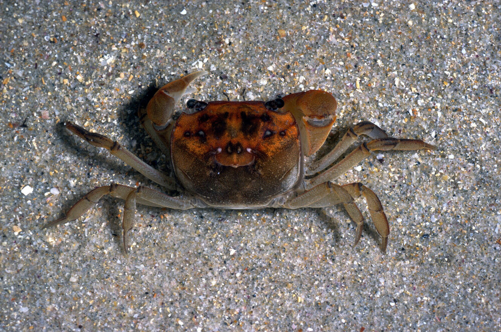 Helograpsus haswellianus, Careel Bay, 1986