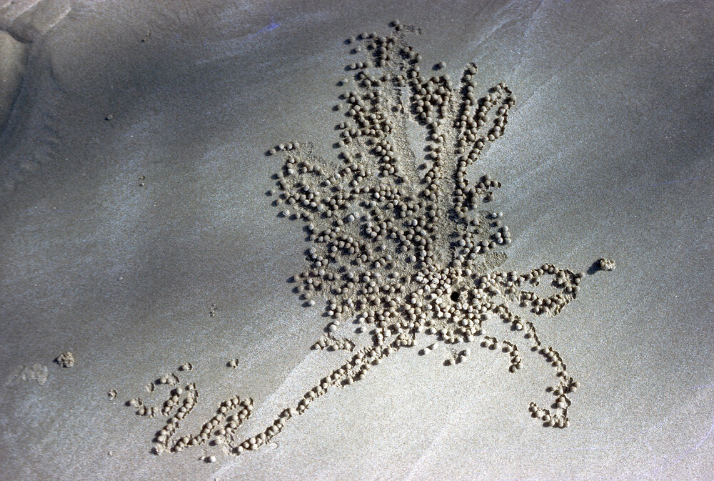 Sand Pellets of Scopimera inflata
