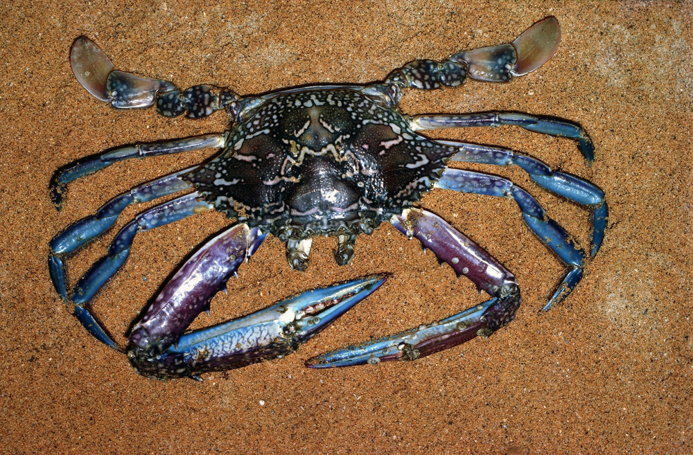 Portunus pelagicus