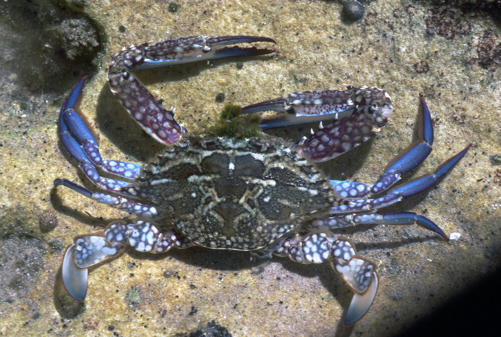 Portunus pelagicus, Cronulla, 1986
