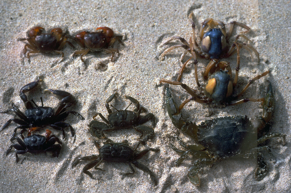 Helograpsus, Mictyrus, Heloecius, Macrophtalmus and Portunid species, Pittwater
