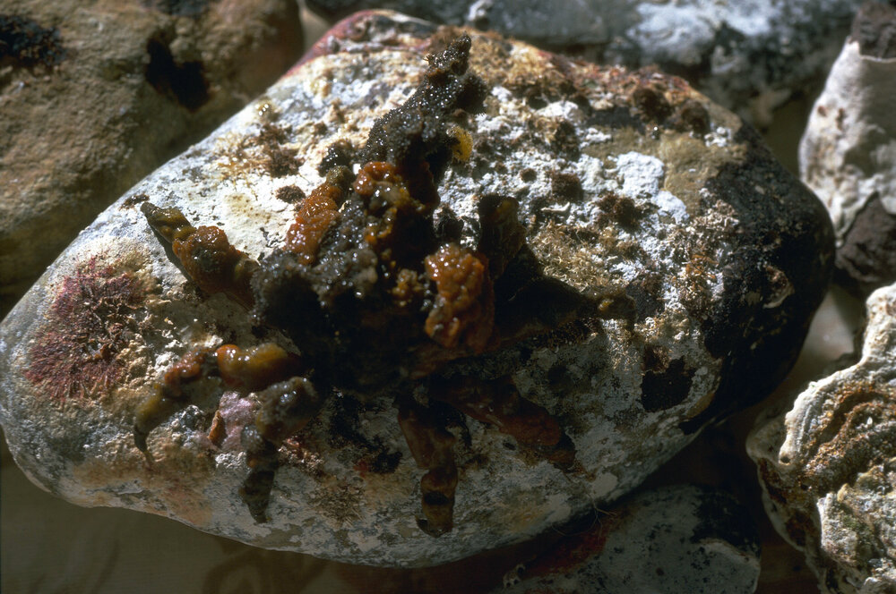 Hyasteus elatus