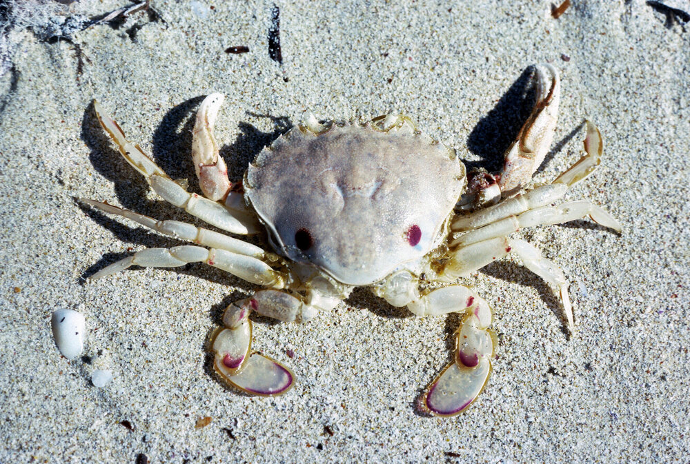 Ovalipes australiensis, American River, 1986