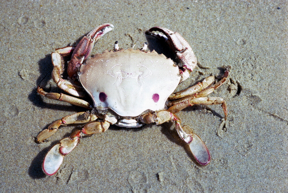 Ovalipes, Ninety Mile Beach, 1986