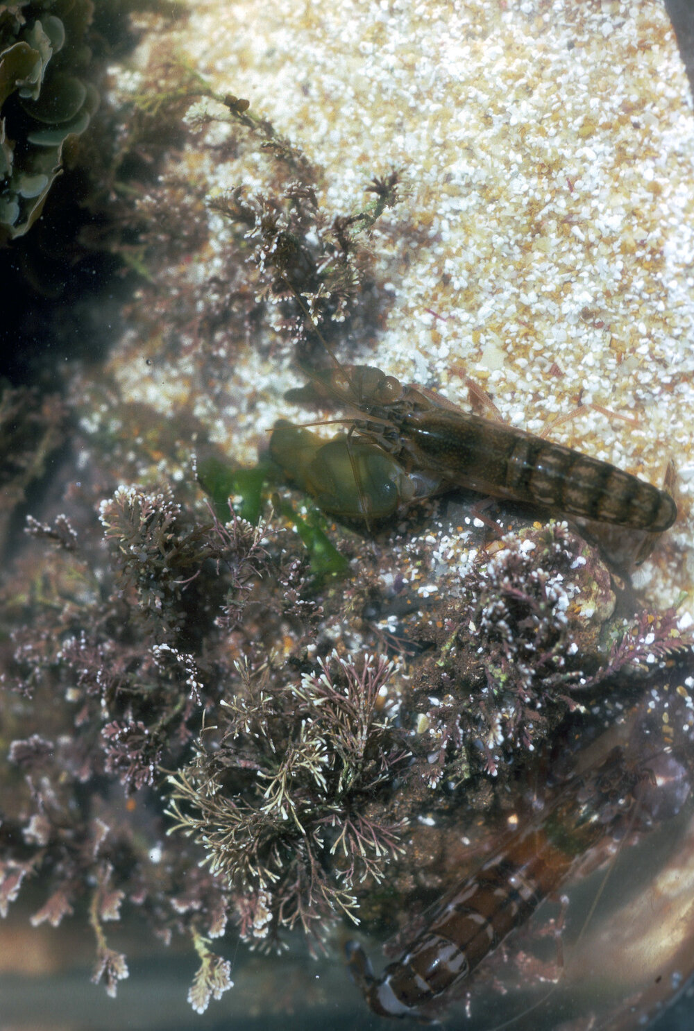 Alpheus strenuus, Collaroy, 1986