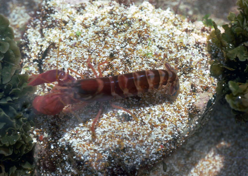 Alpheus strenuus, Collaroy, 1986