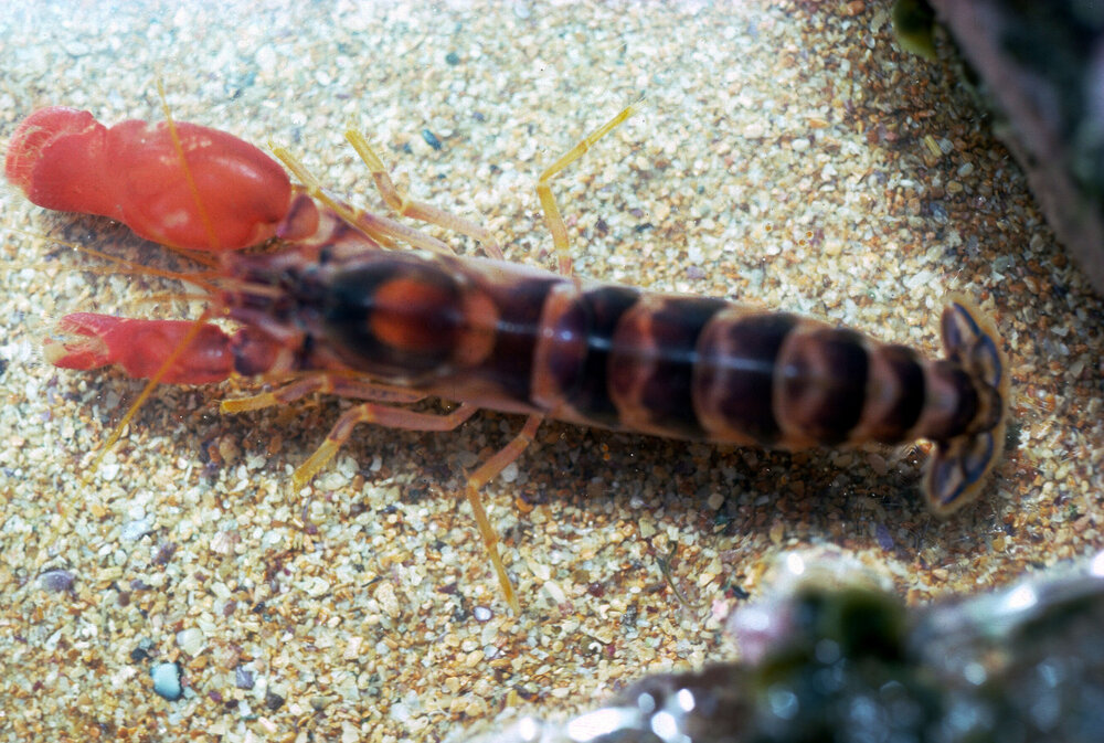 Alpheus strenuus, Collaroy, 1986