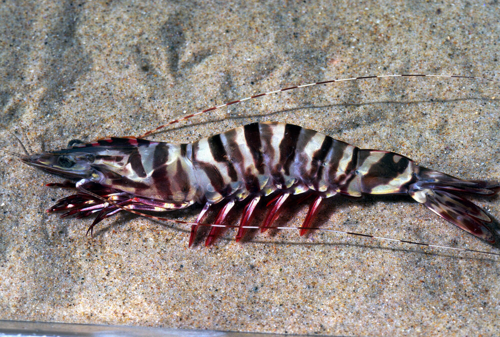 Penaeus esculentus, Clarence River, 1986