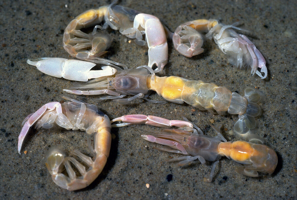 Callianassa australiensis, Wooli, 1986