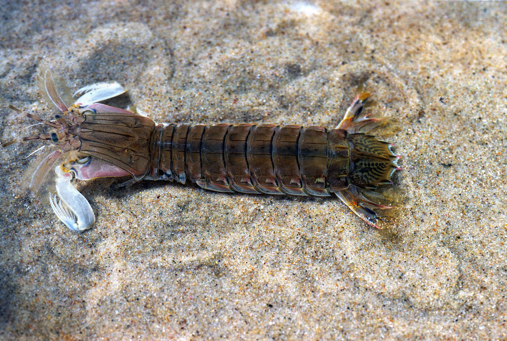 Squilla Alima laevis, Clarence River, 1986