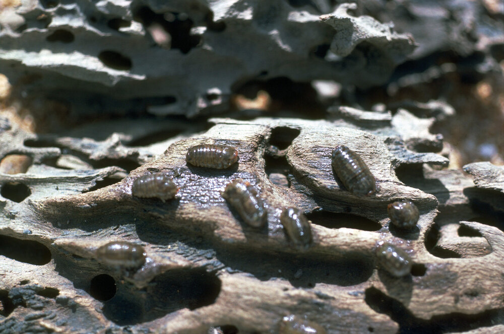 Sphaeroma quoyana, Bayview, 1986