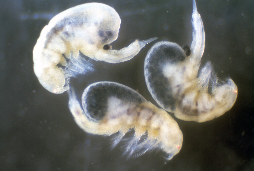 Copepods taken from living Pyura, Freshwater, 1968