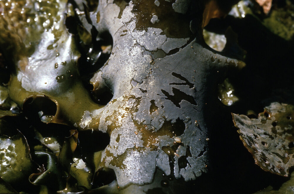 Bryozoan Membranipora membranacea, Newport, 1985