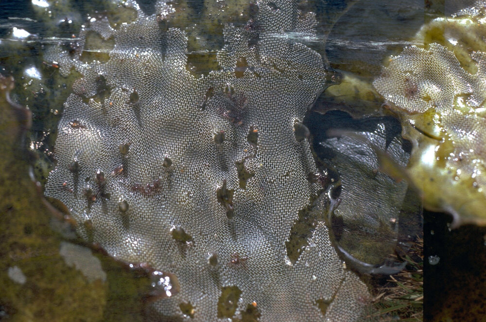 Bryozoan Membranipora membranacea, Newport, 1985