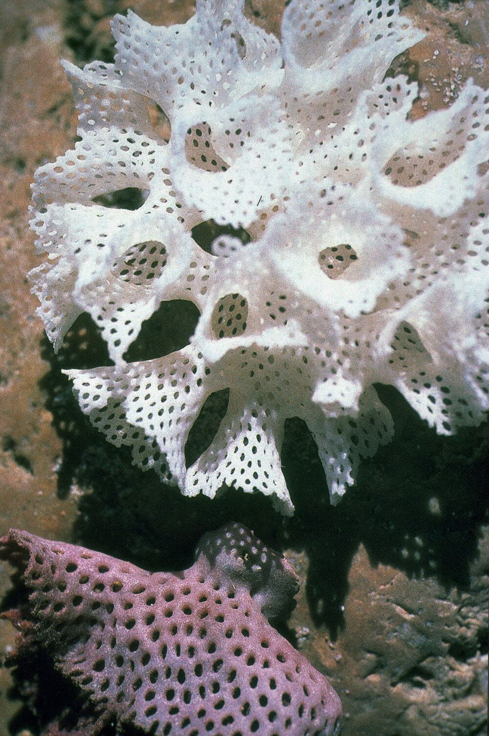Bryozoan washed ashore
