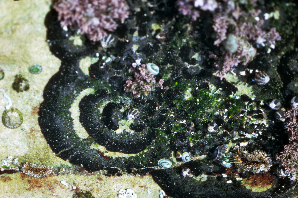 Bryozoan Watersipora, Mosman, 1986